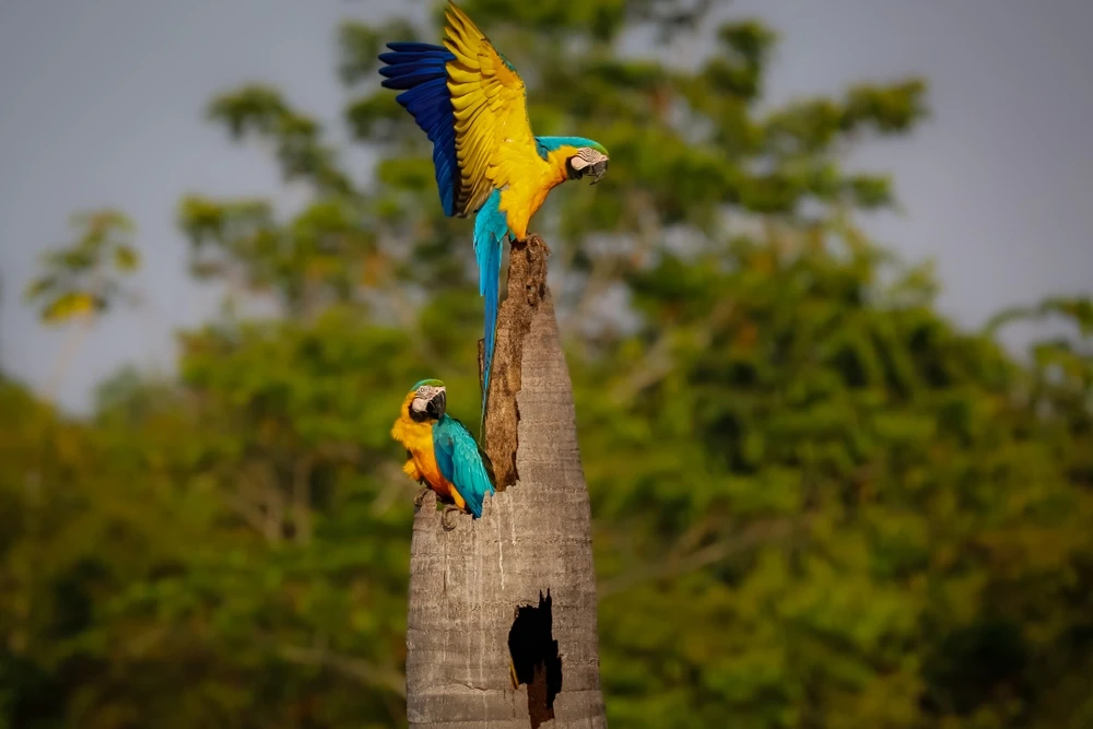 Blue-And-Gold-Macaw 17