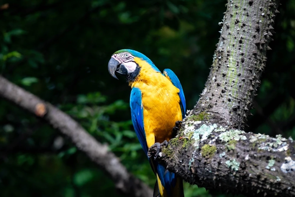 Blue-And-Gold-Macaw 18