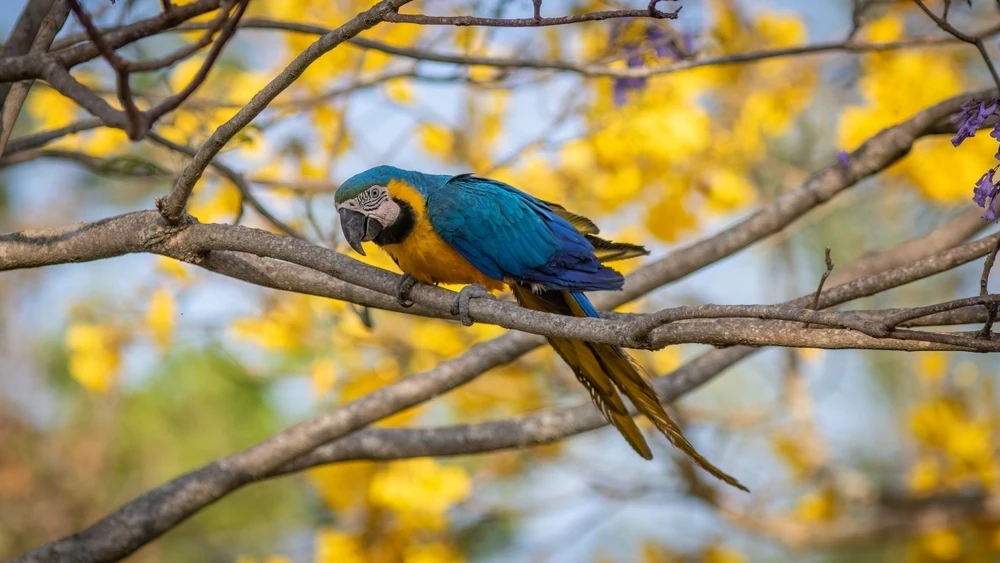 Blue-And-Gold-Macaw 19