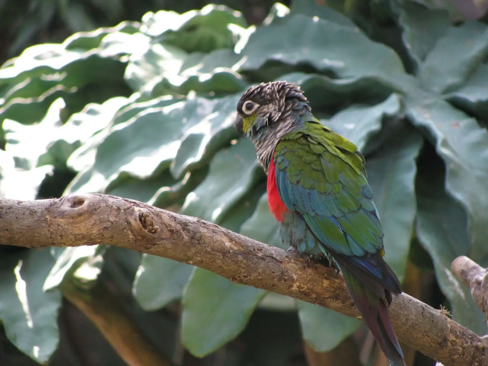 Blue-Headed-Parrot 01