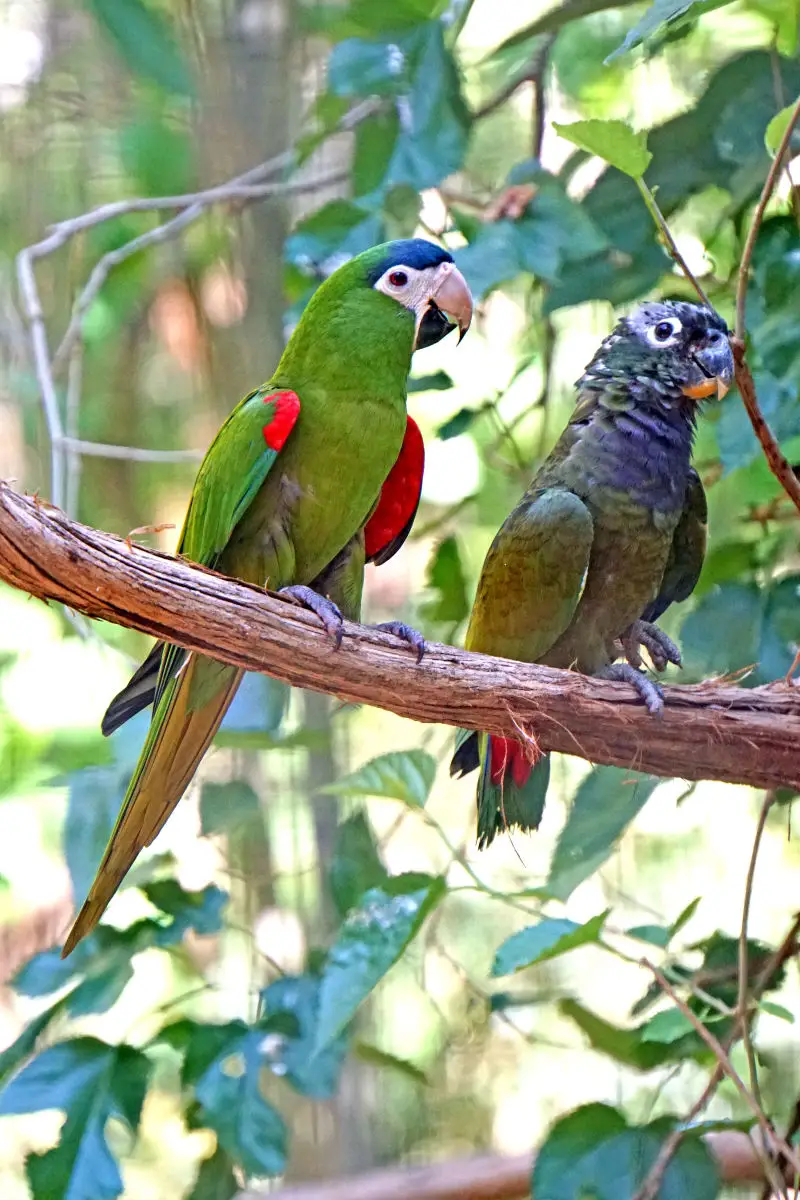 Blue-Headed-Parrot 02