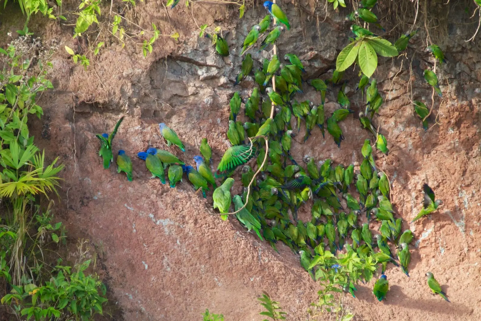 Blue-Headed-Parrot 03