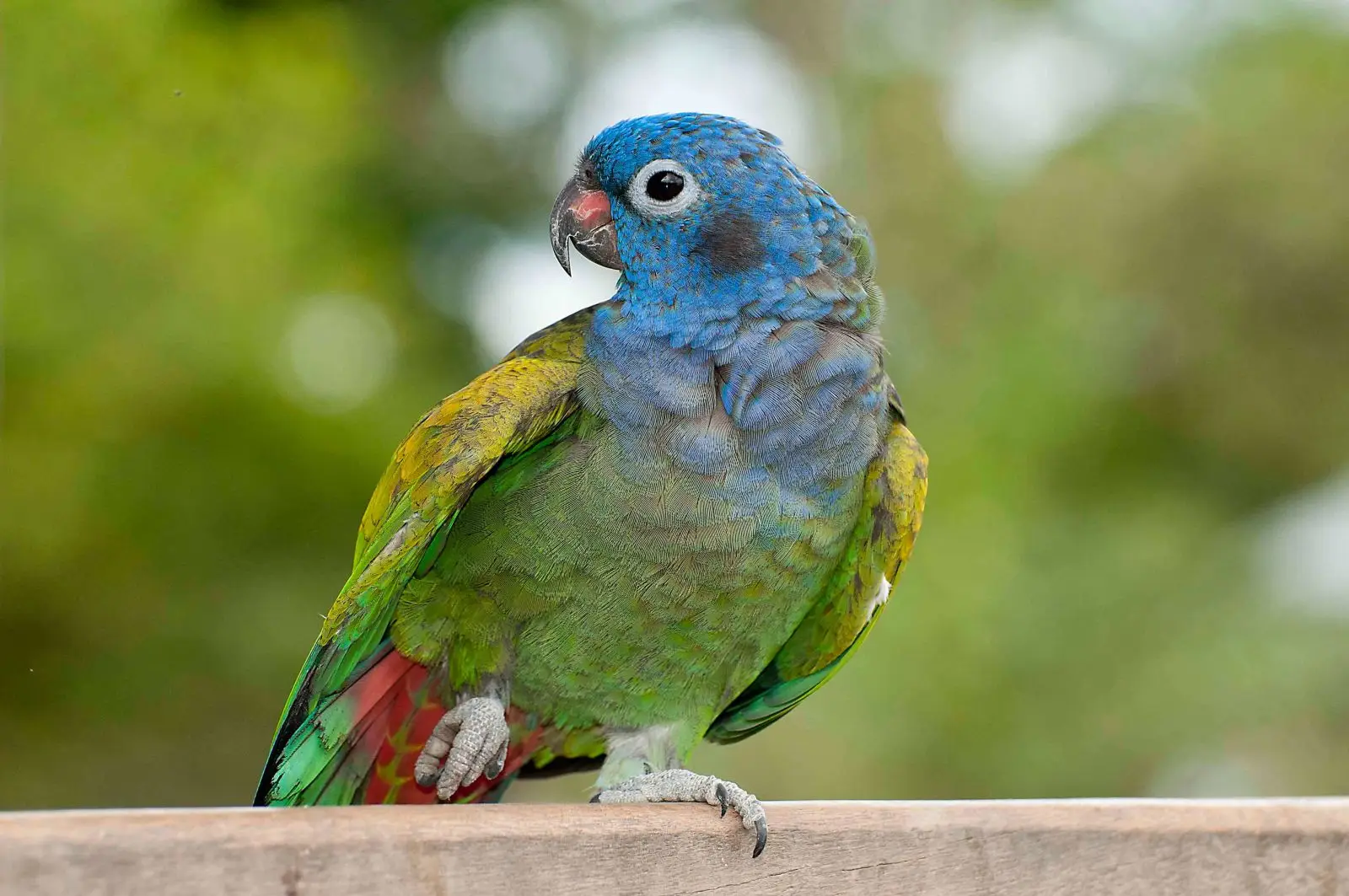 Blue-Headed-Parrot 04