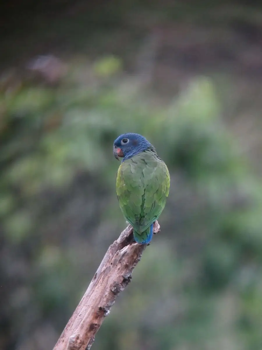 Blue-Headed-Parrot 05