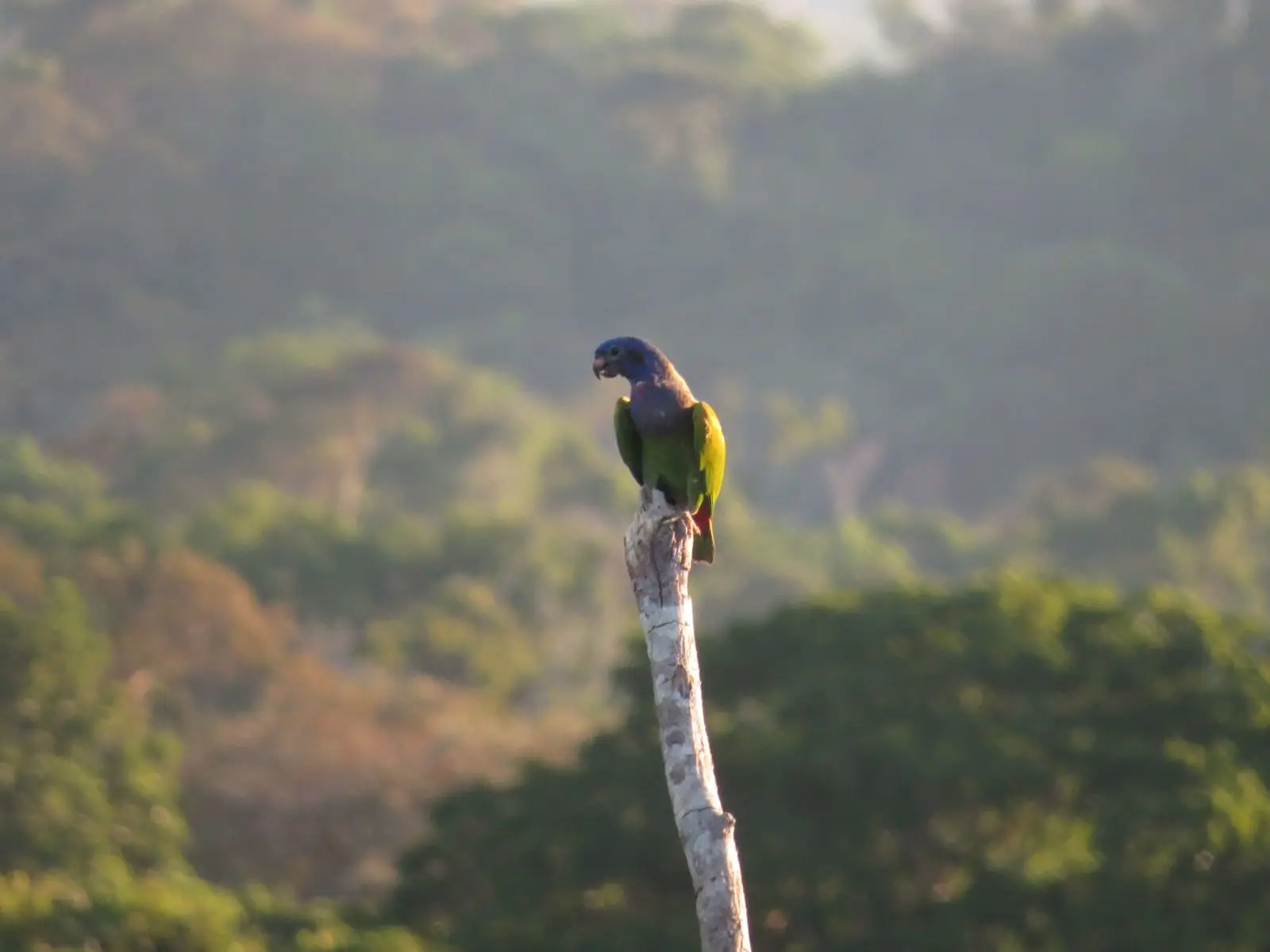 Blue-Headed-Parrot 06