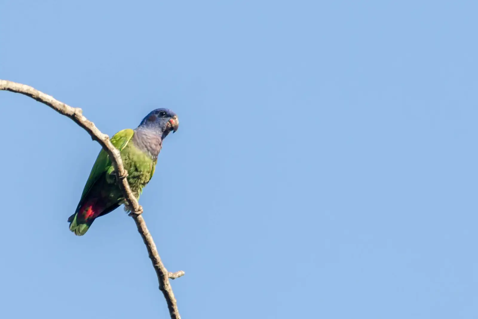 Blue-Headed-Parrot 07