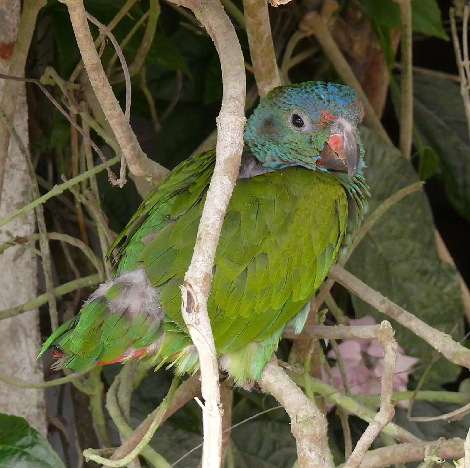 Blue-Headed-Parrot 08