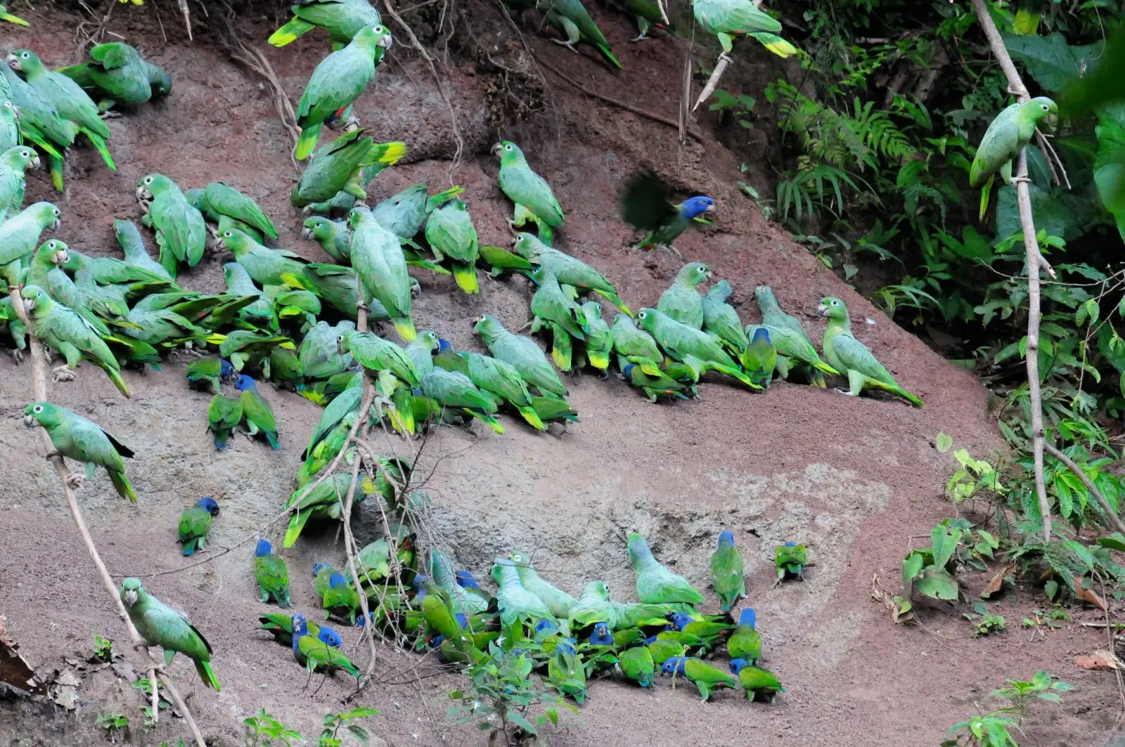 Blue-Headed-Parrot 09