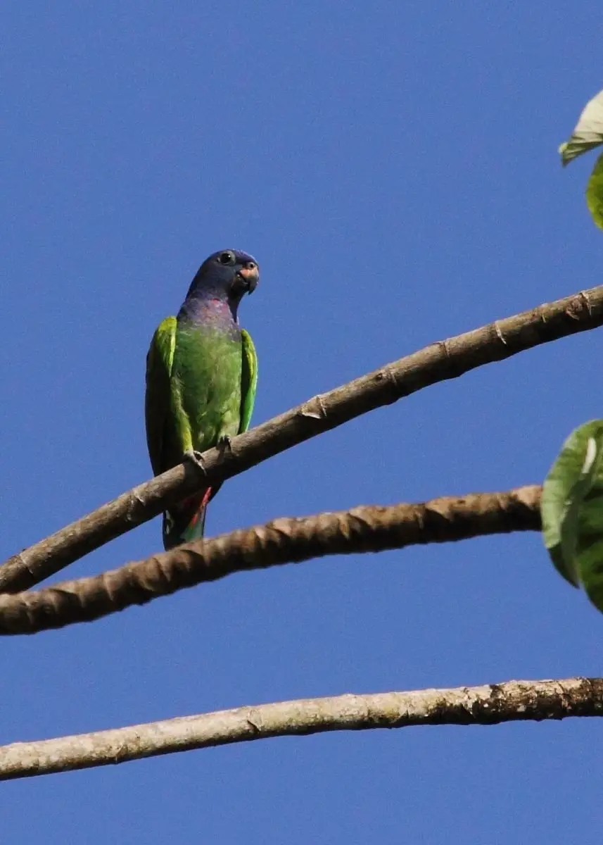 Blue-Headed-Parrot 10