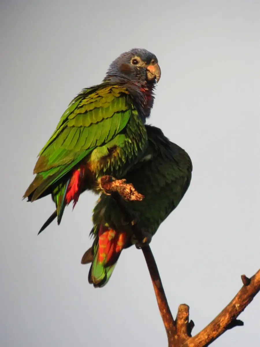 Blue-Headed-Parrot 11
