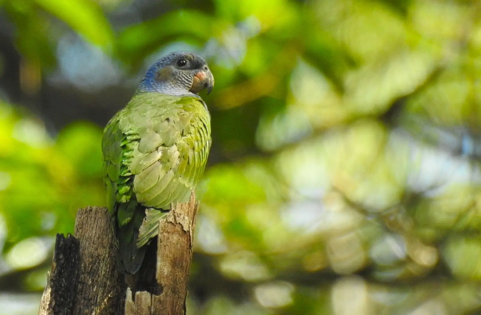 Blue-Headed-Parrot 12