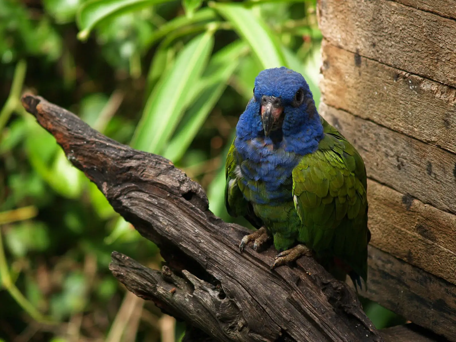Blue-Headed-Parrot 13