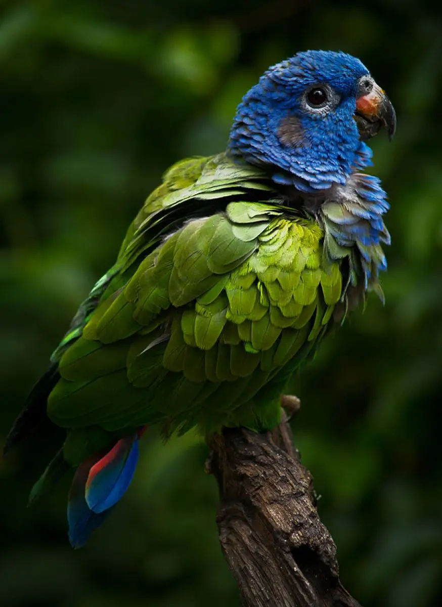 Blue-Headed-Parrot 14