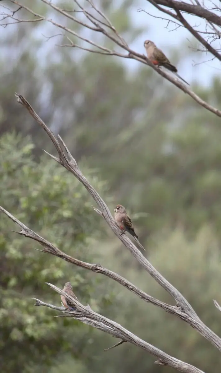 Bourkes-Parrot 01