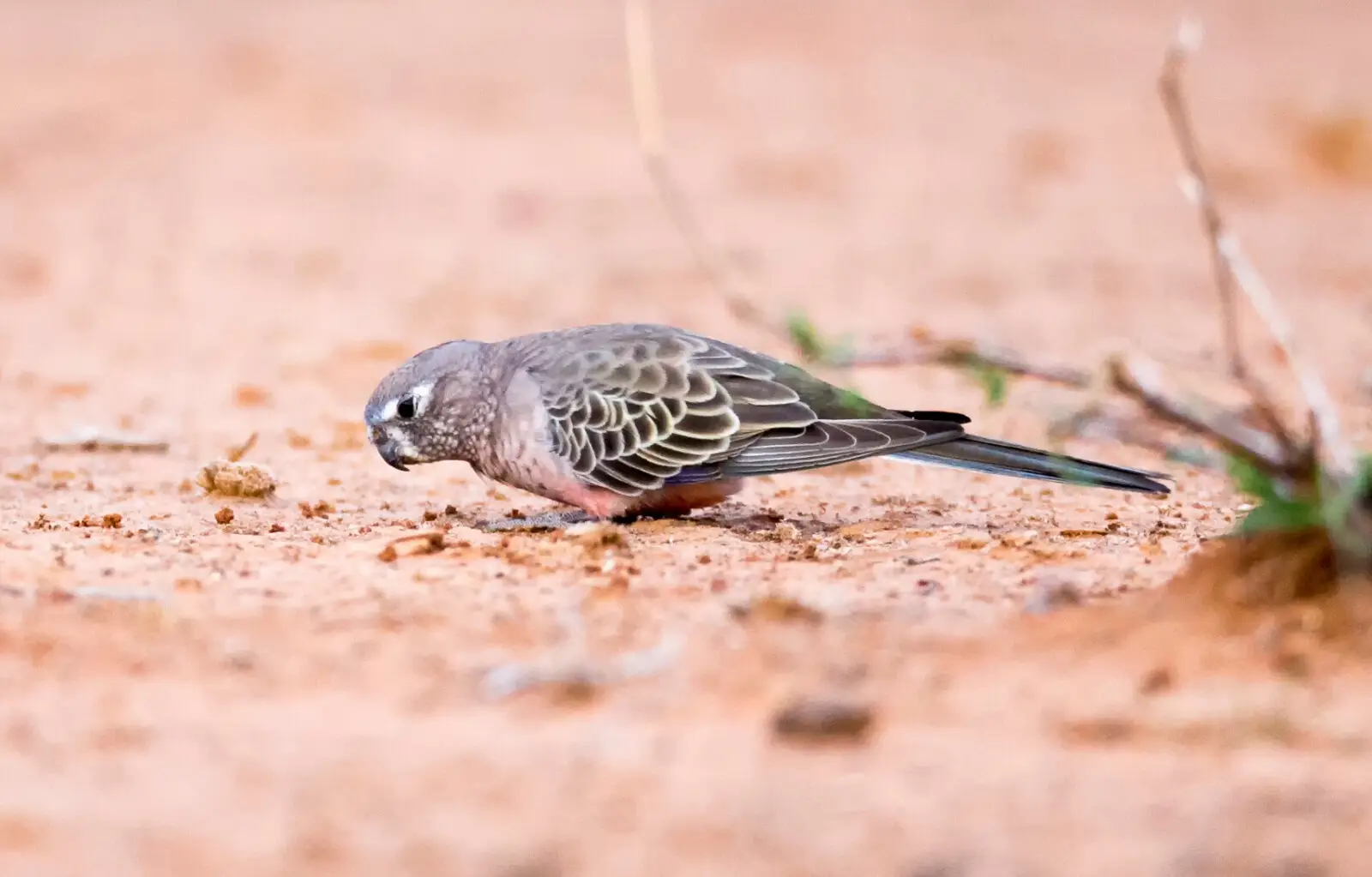 Bourkes-Parrot 02