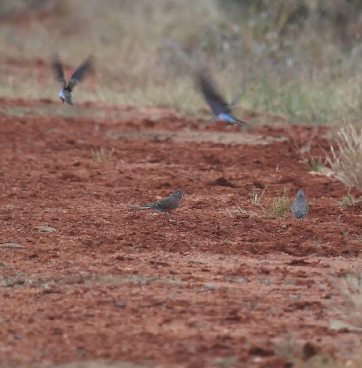 Bourkes-Parrot 03