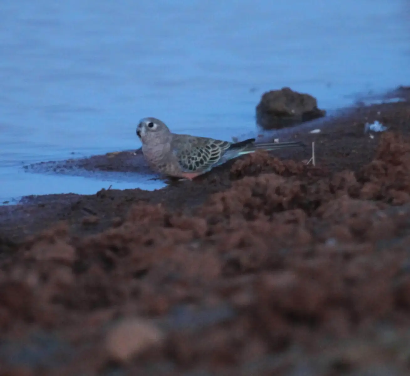 Bourkes-Parrot 04