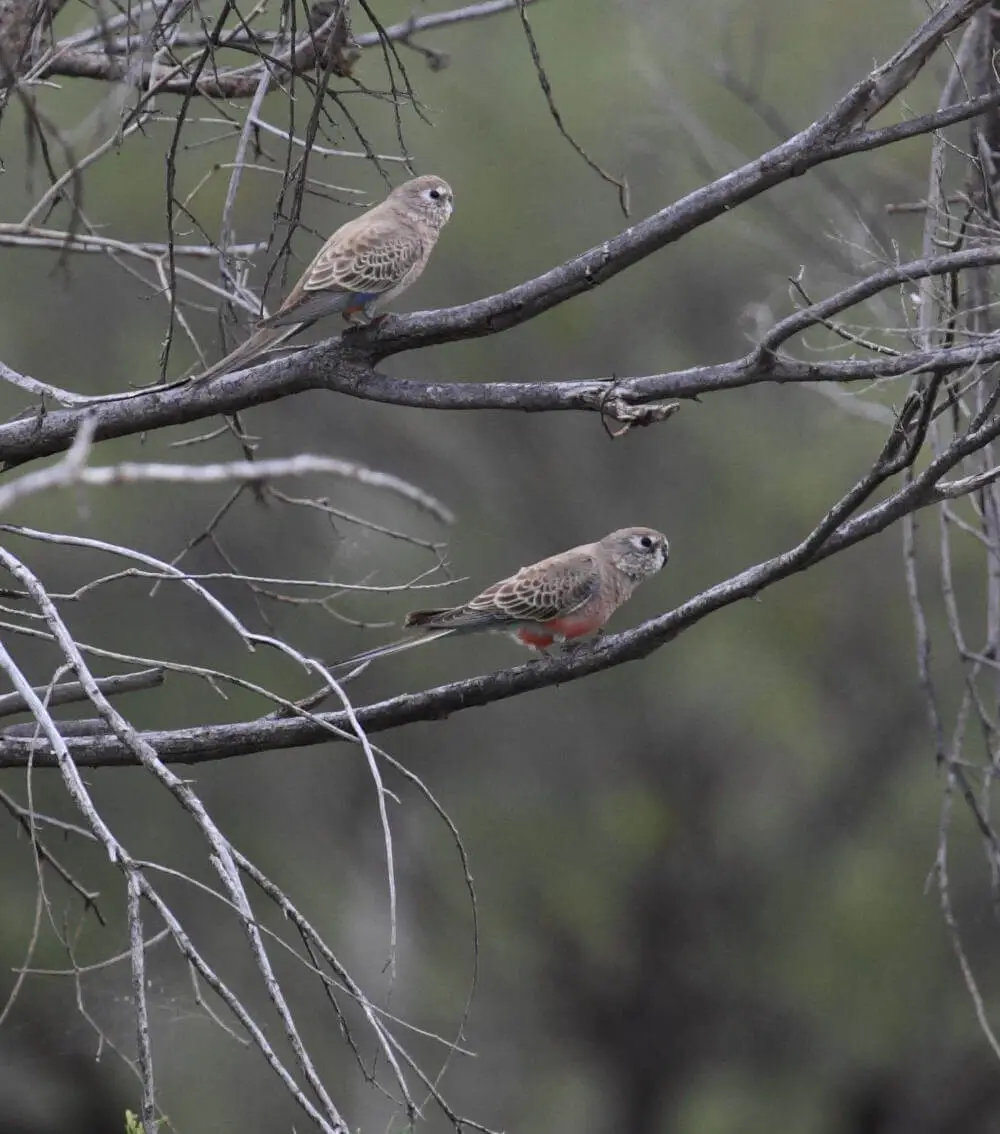 Bourkes-Parrot 05