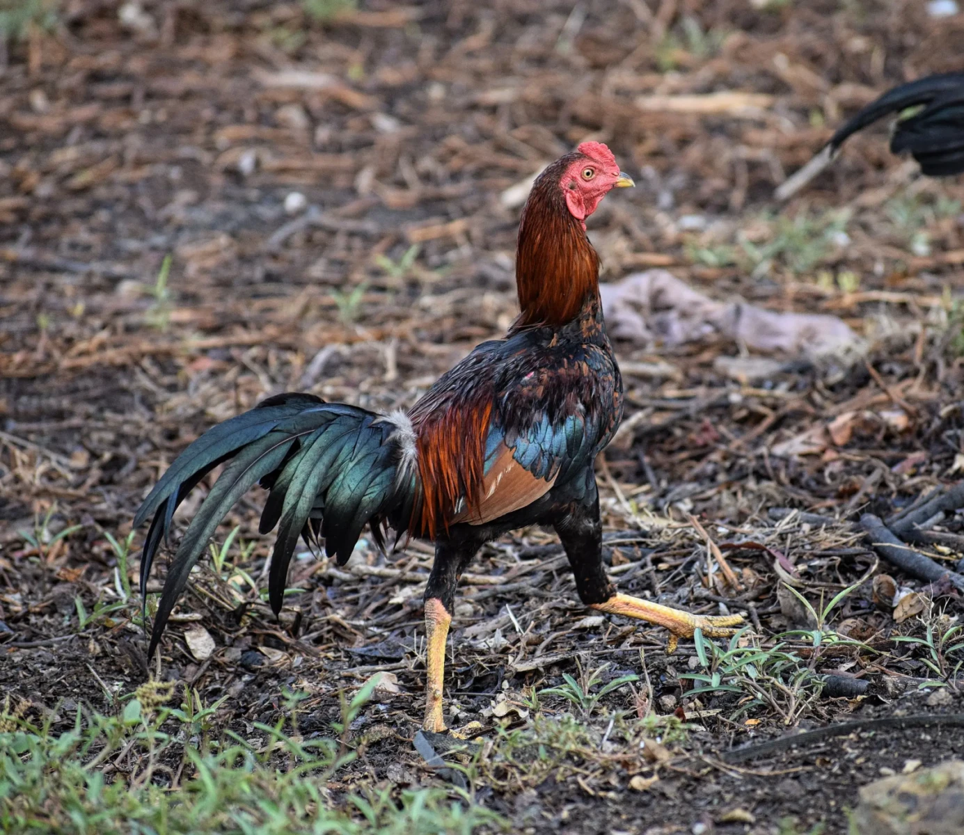 Poules au jardin : le charme discret de l’intelligence sociale