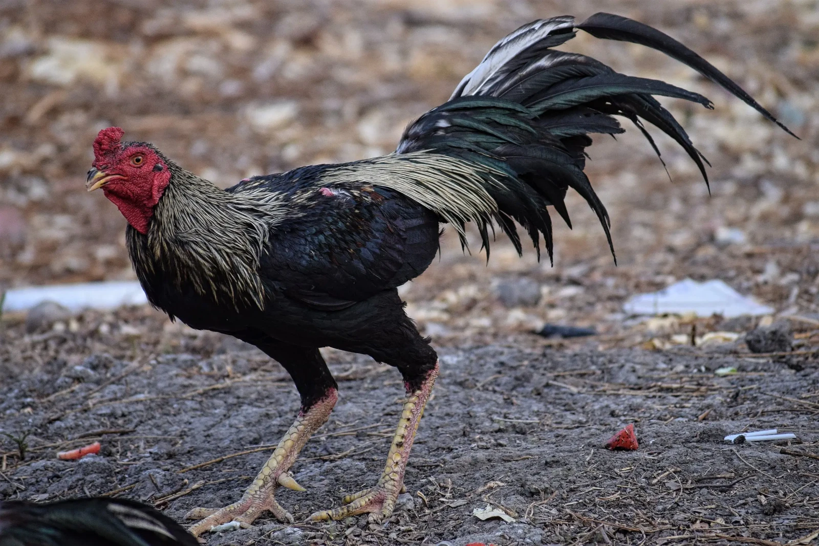 Poule domestique