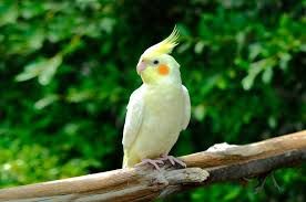 La calopsitte, ce petit oiseau qui siffle mieux qu'il ne parle
