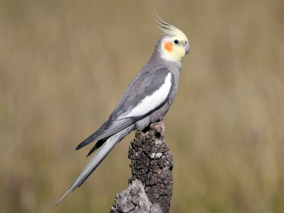 Perruche calopsitte