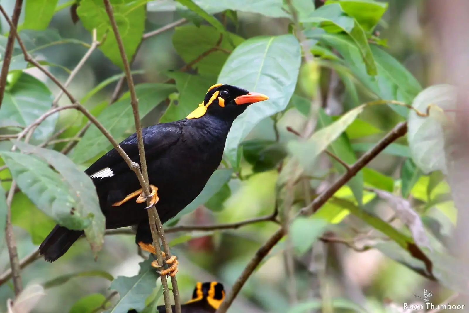 Common-Hill-Myna 01