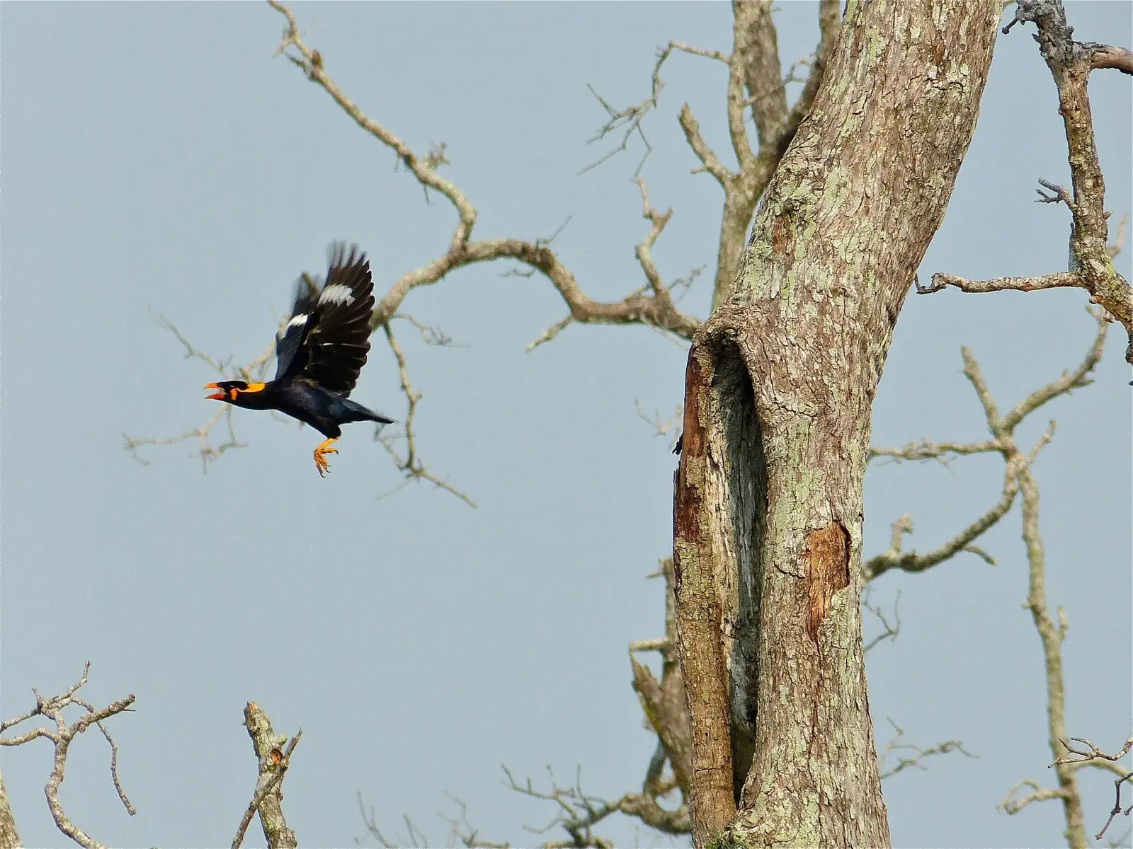 Common-Hill-Myna 02
