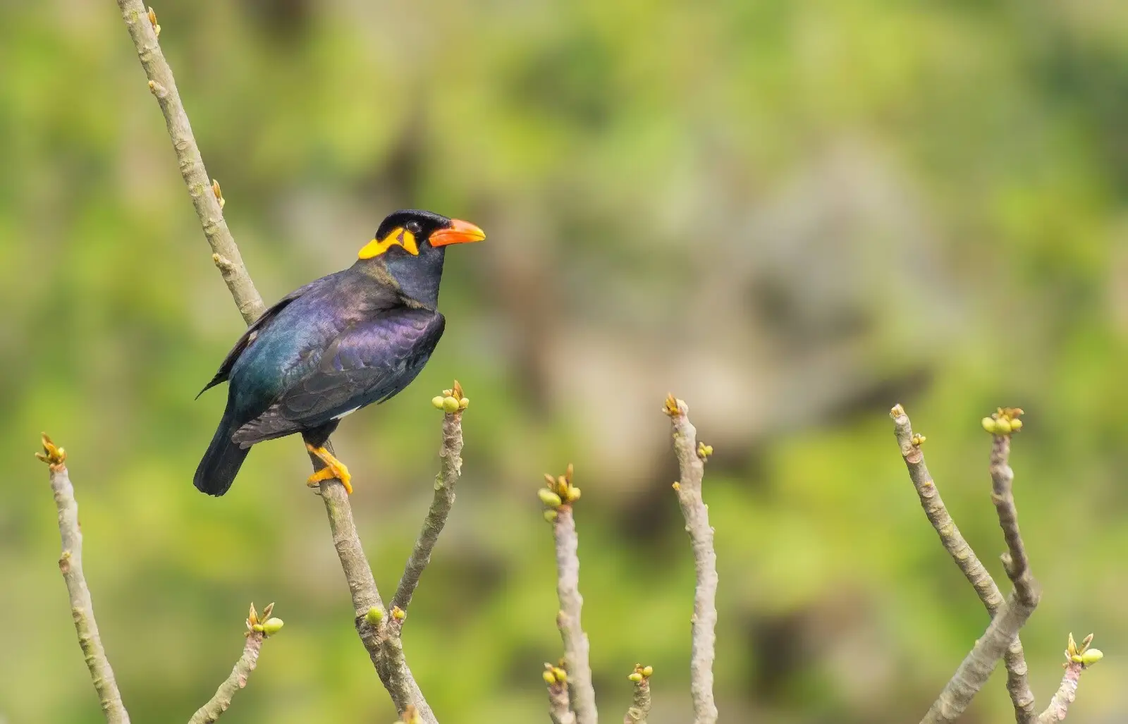 Common-Hill-Myna 03