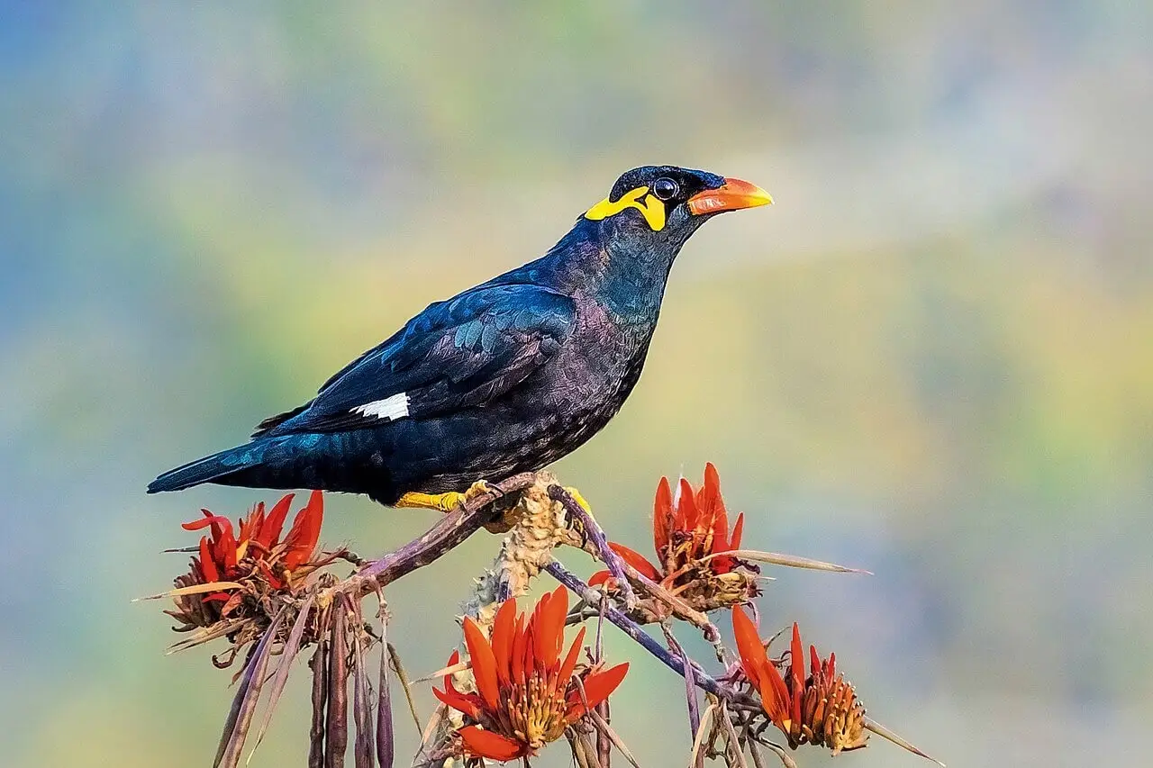 Common-Hill-Myna 04
