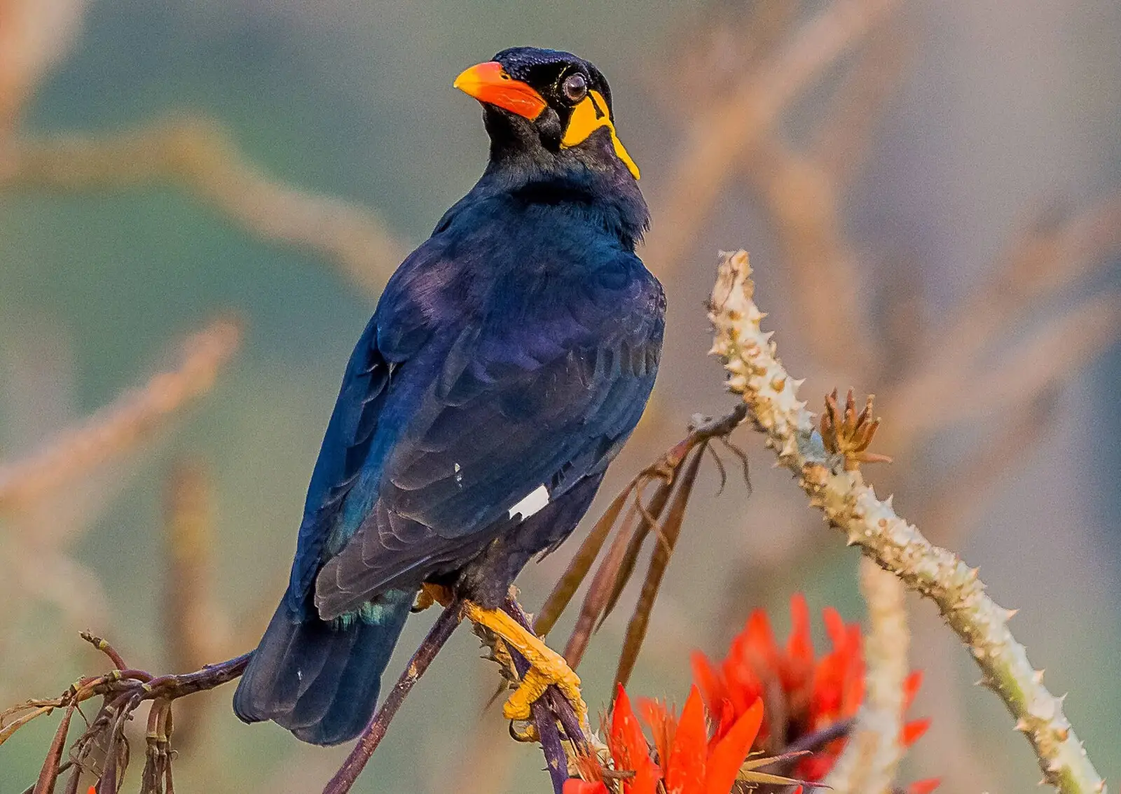 Common-Hill-Myna 05