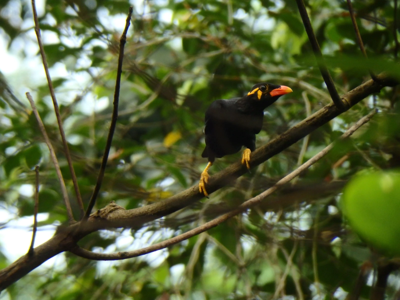 Common-Hill-Myna 06