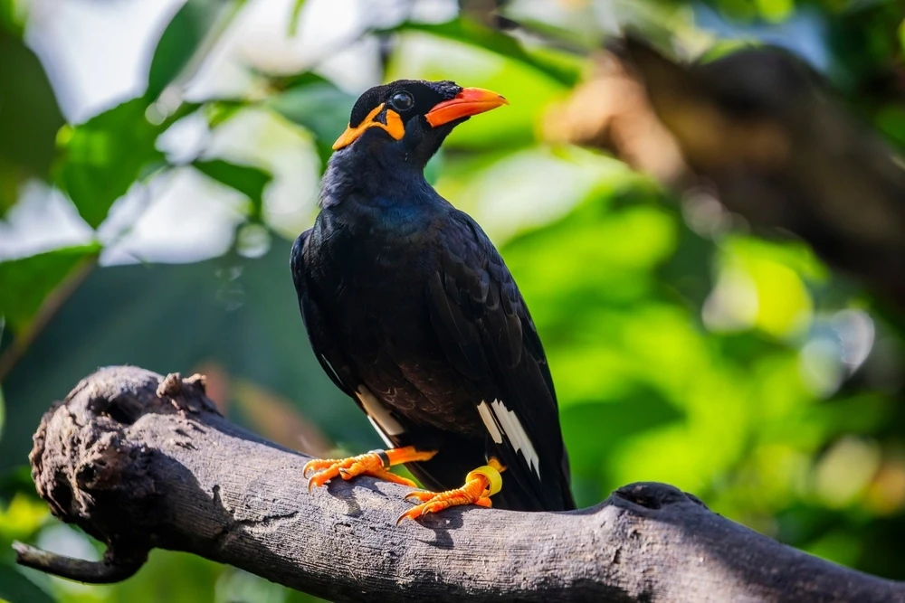 Common-Hill-Myna 07