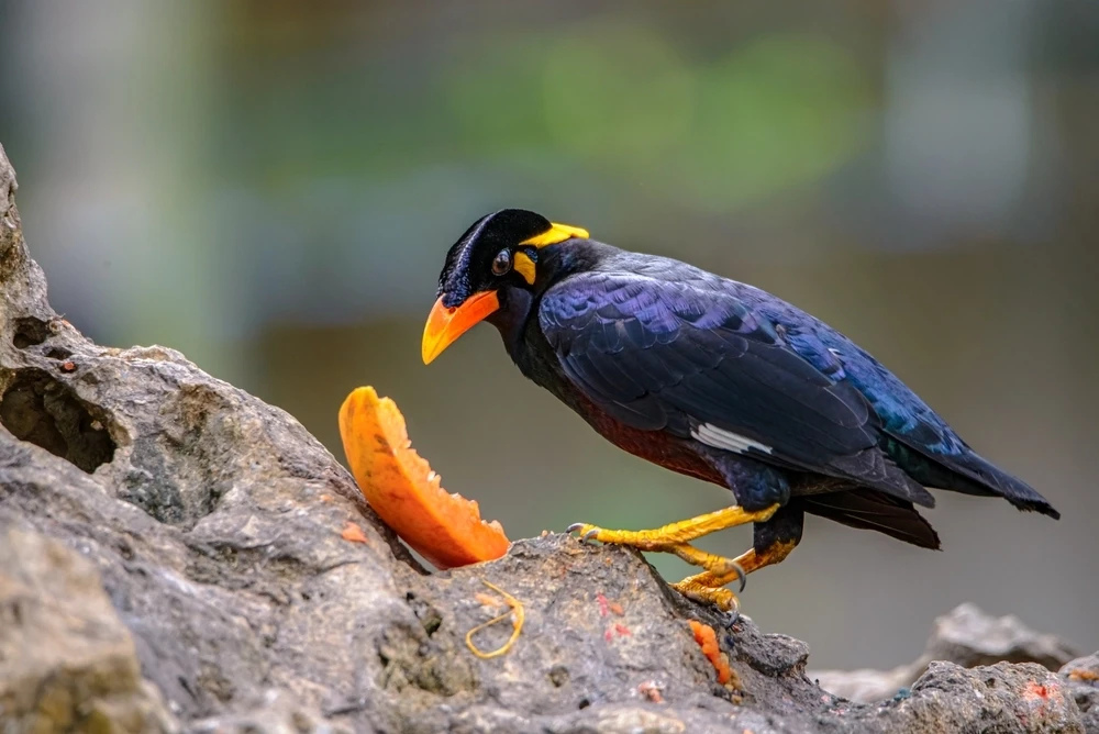 Common-Hill-Myna 08