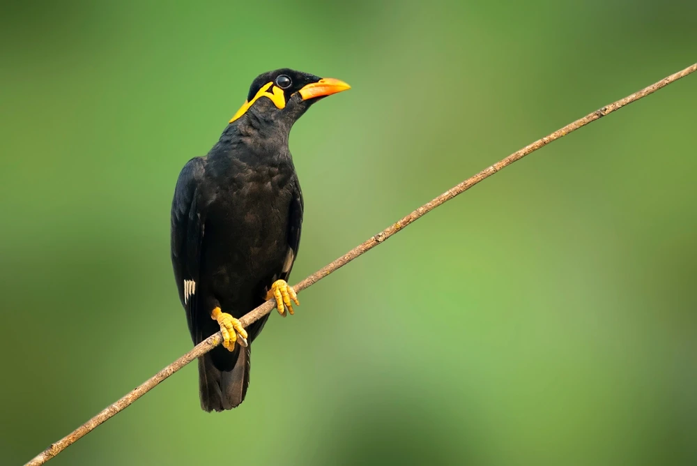 Common-Hill-Myna 09