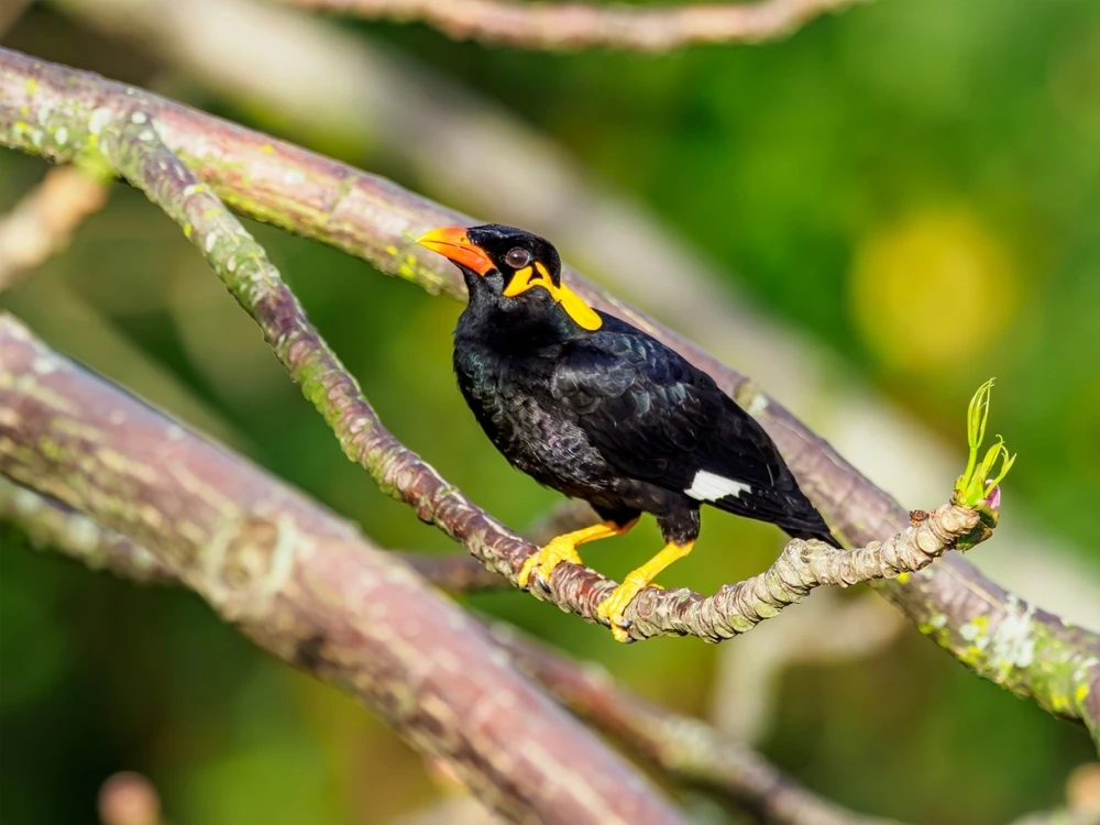 Common-Hill-Myna 10