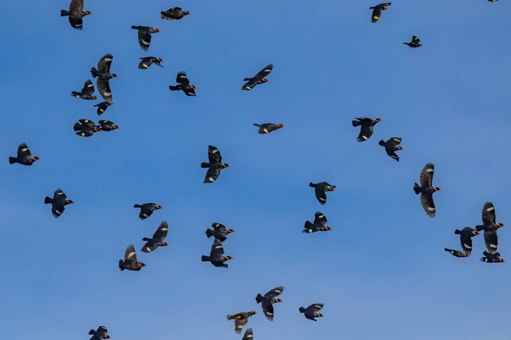 Common-Hill-Myna 11