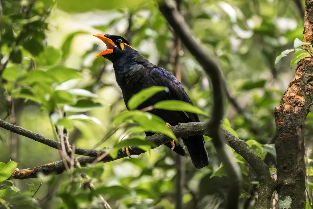 Common-Hill-Myna 12