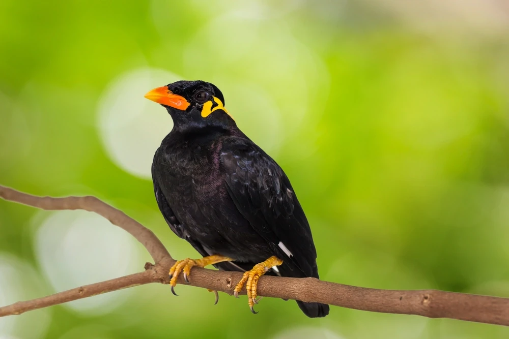 Common-Hill-Myna 13