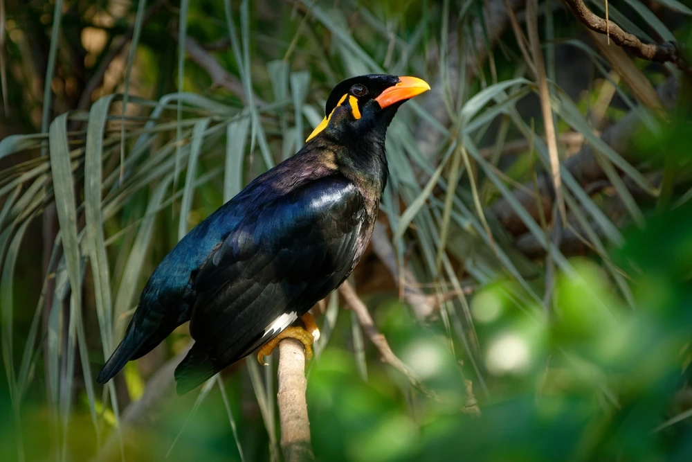 Common-Hill-Myna 14