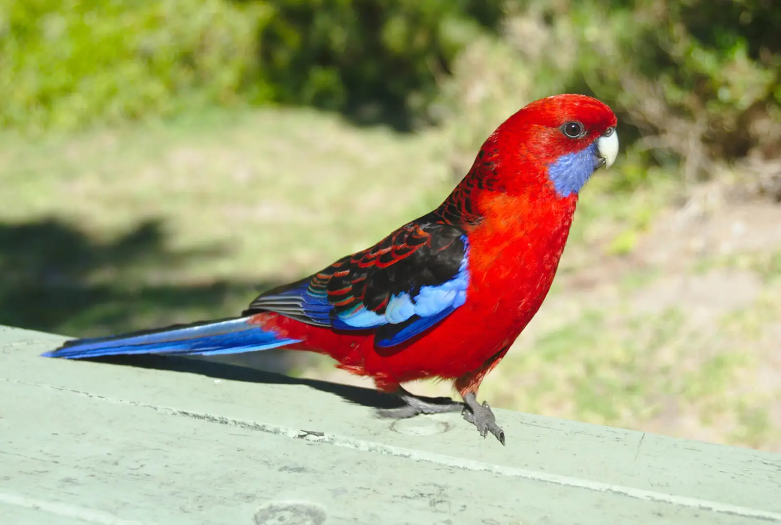 Perruche de Pennant : un plumage de feu sous un ciel austral