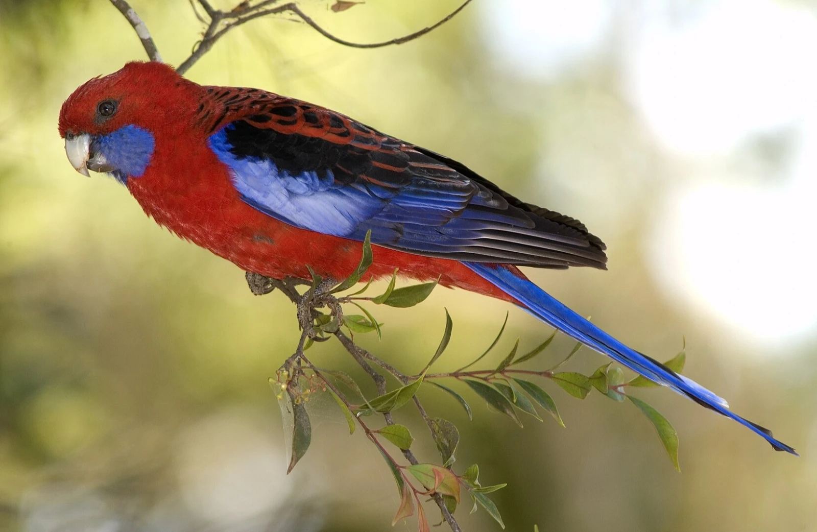 Perruche de Pennant