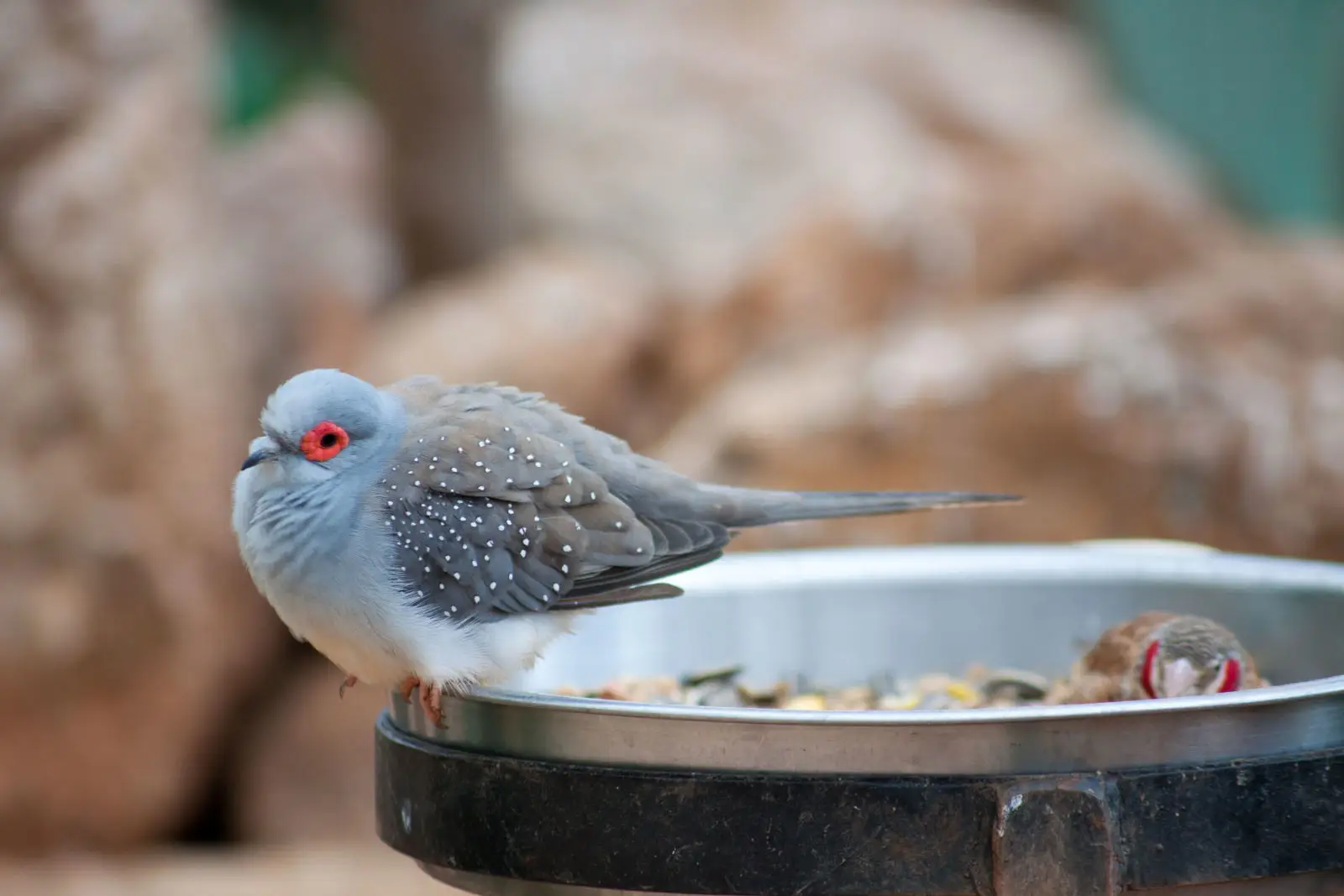 Diamond-Dove 01