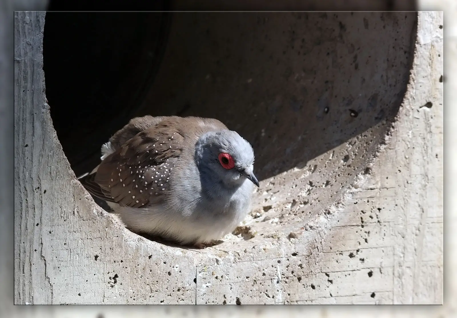 Diamond-Dove 02