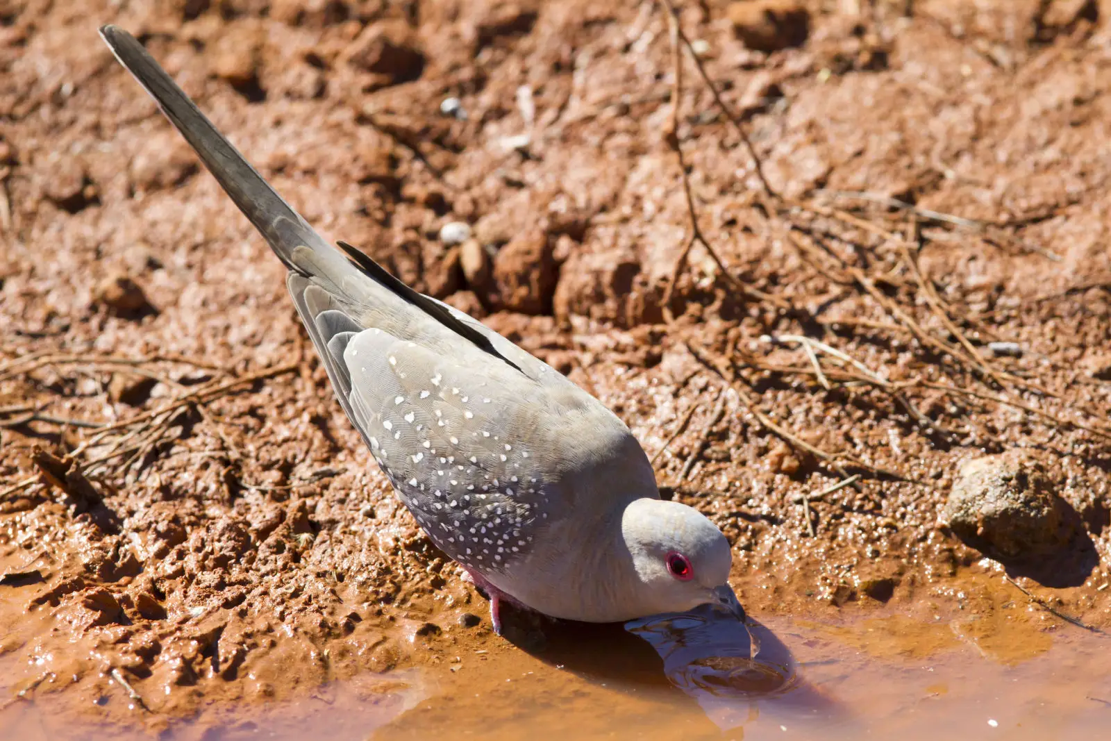 Diamond-Dove 03