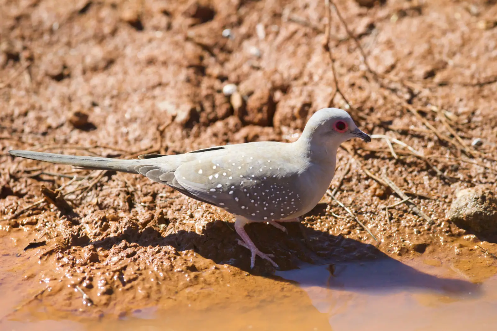 Diamond-Dove 04