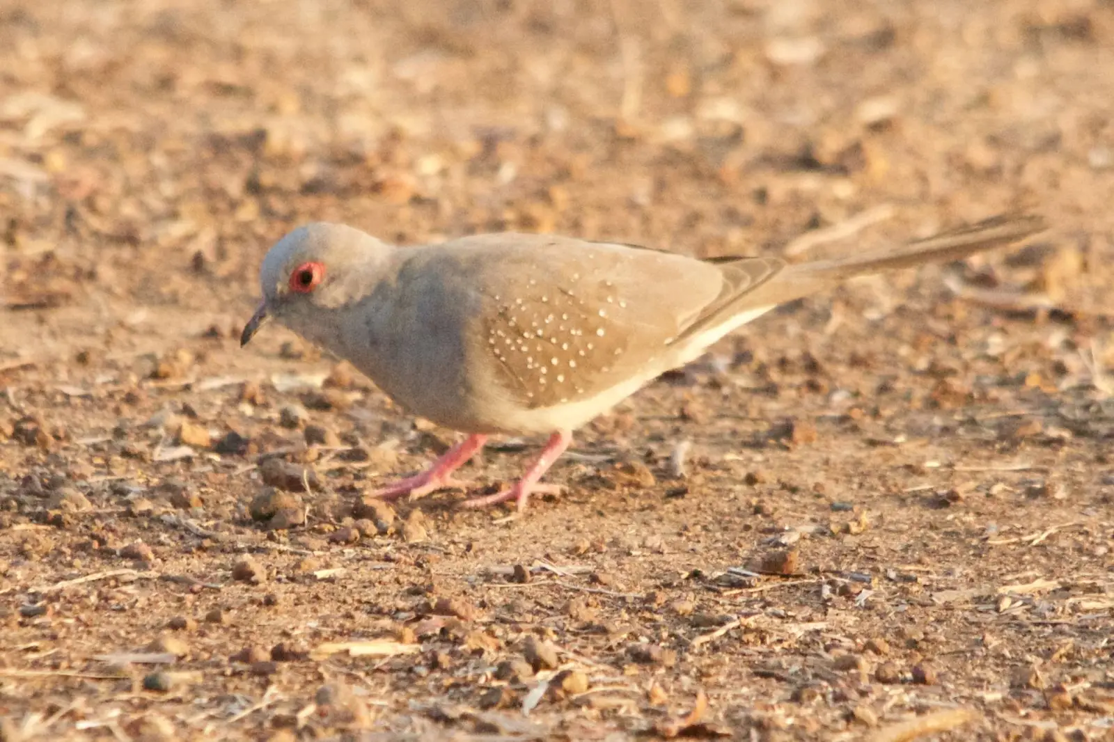 Diamond-Dove 05