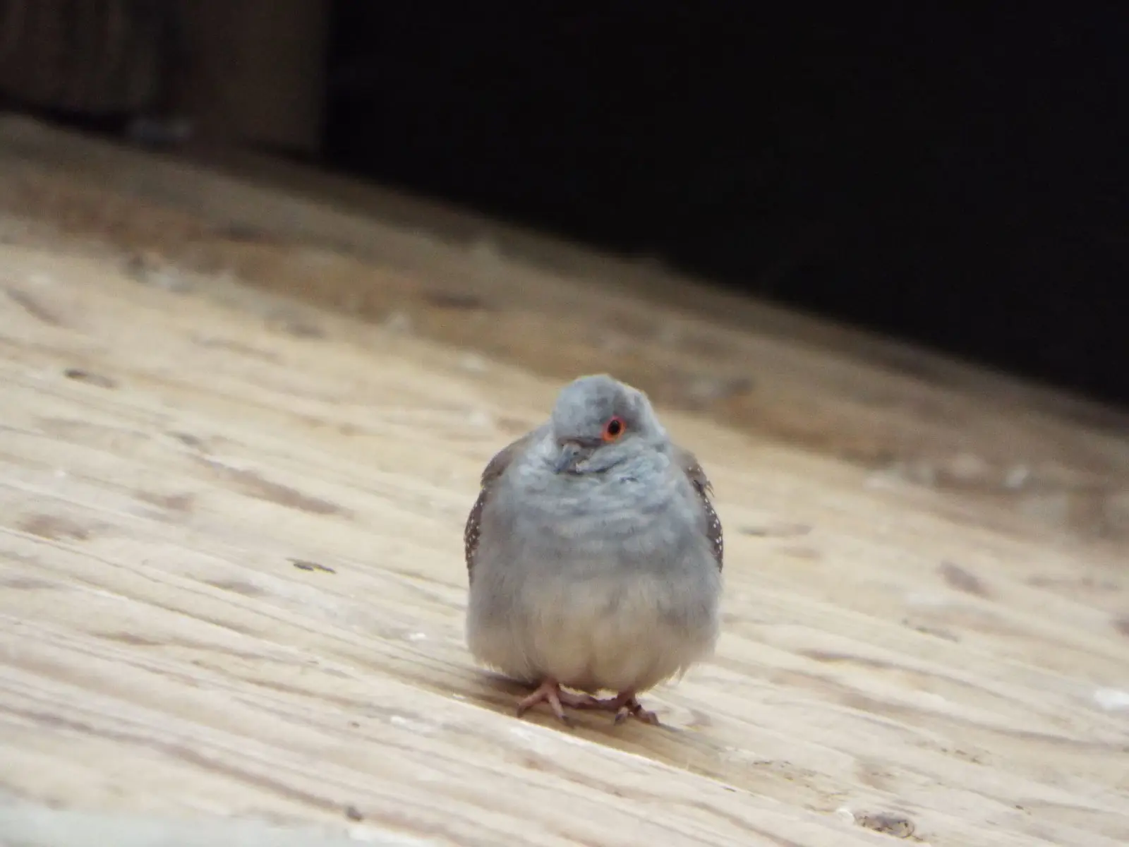 Diamond-Dove 06