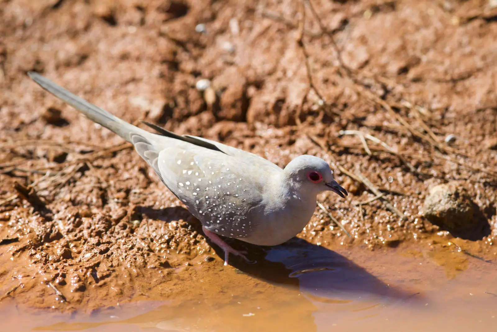 Diamond-Dove 07