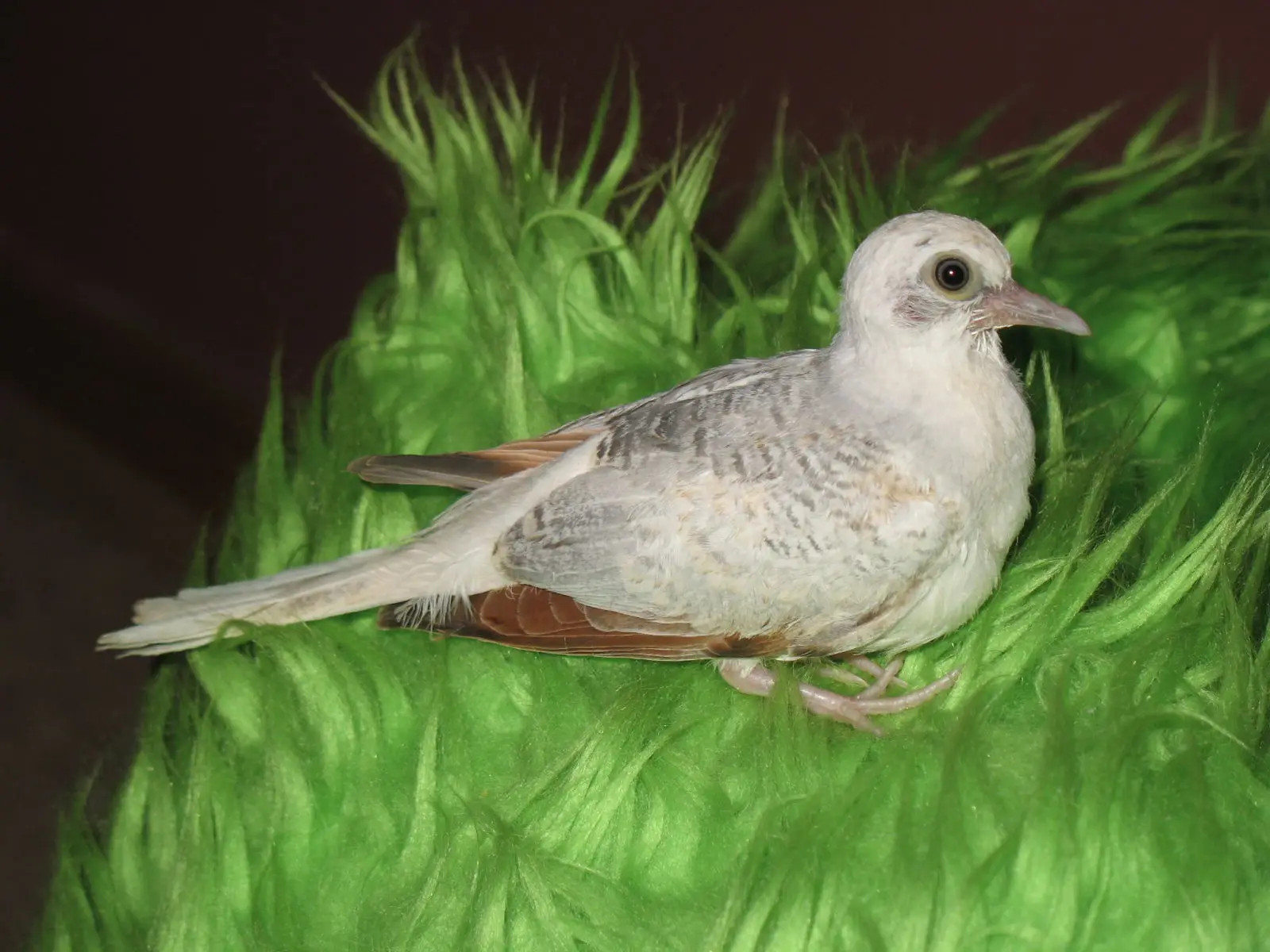 Diamond-Dove 09